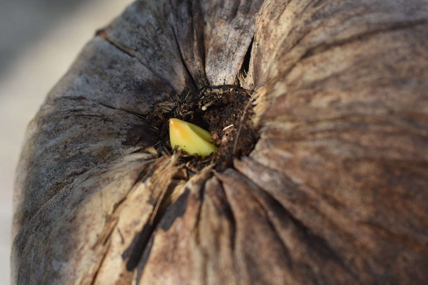 Sprouted Coconut *Pre-Order*