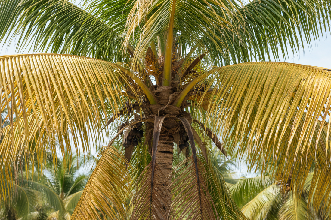 Coconut Tree Disease: A Global Threat to Rare Fruits