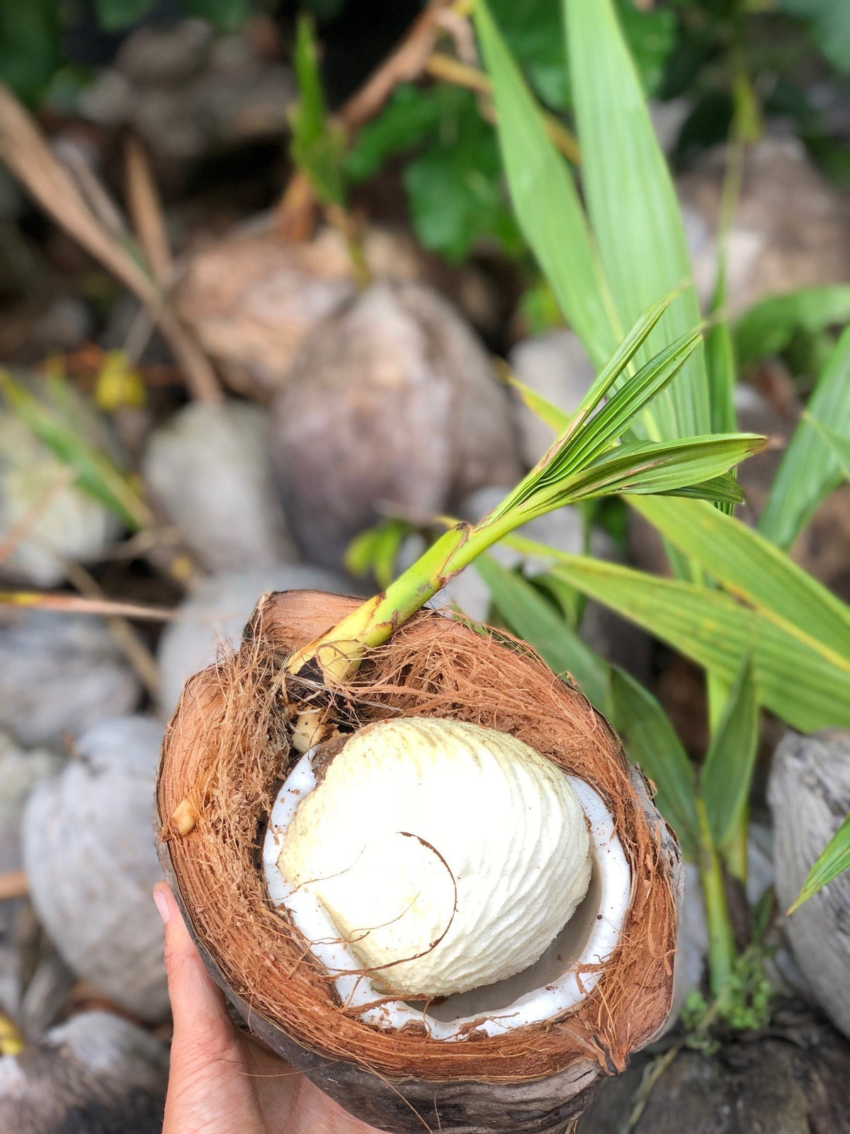 How 6 months on the tree dictates the haustorium size