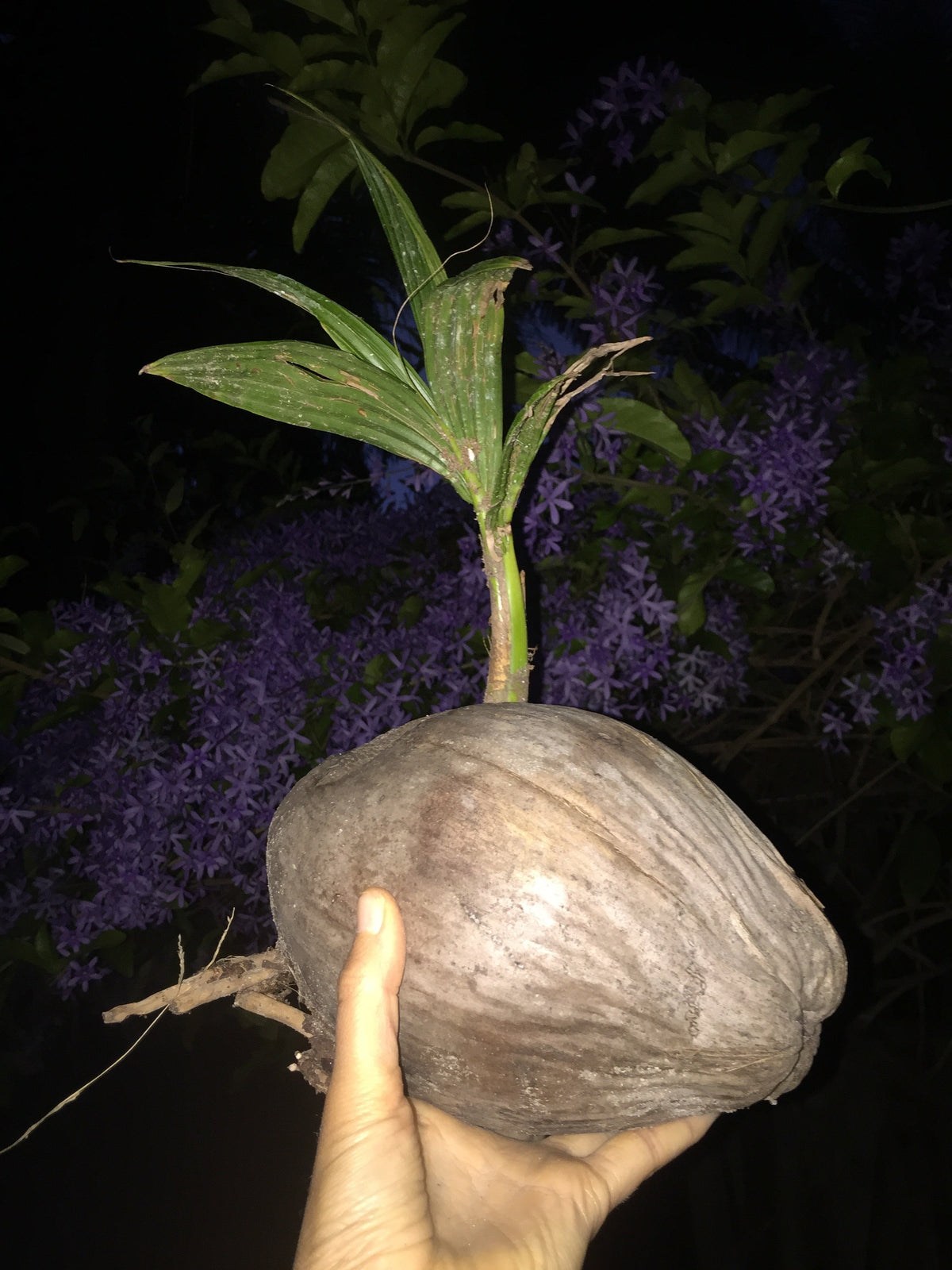 “coconut apple” edibility curiosity loops on TikTok/Reddit: Is it safe to eat, what it tastes like, and how to spot the real stuff