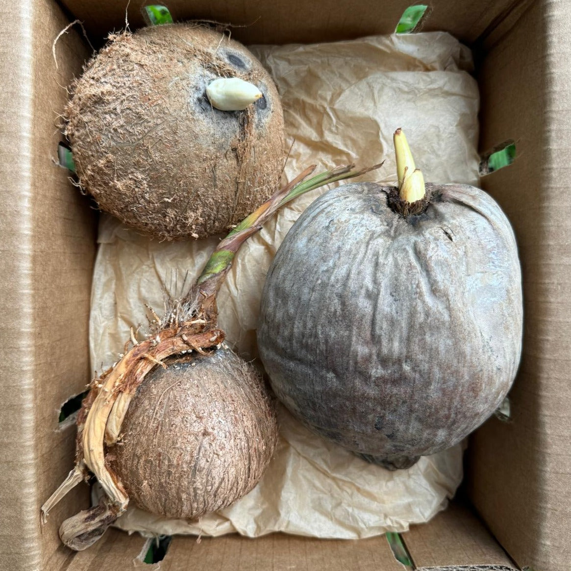 Sprouted Coconut *Pre-Order*
