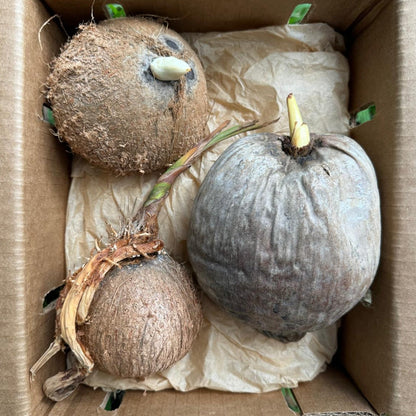 Sprouted Coconut *Pre-Order*
