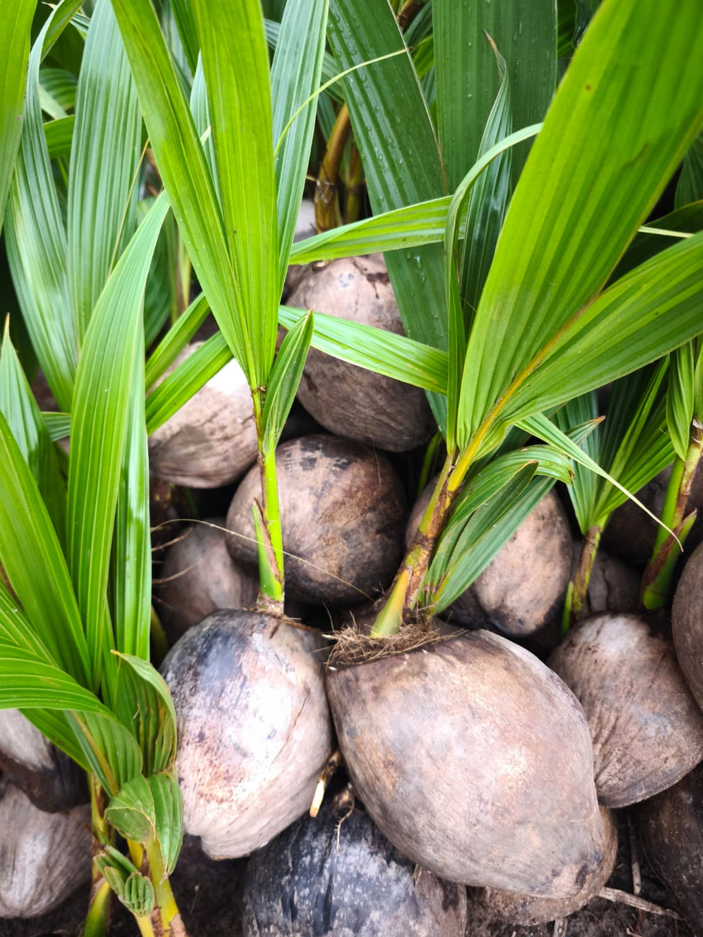 Sprouted Coconut *Now Accepting Pre-Orders*