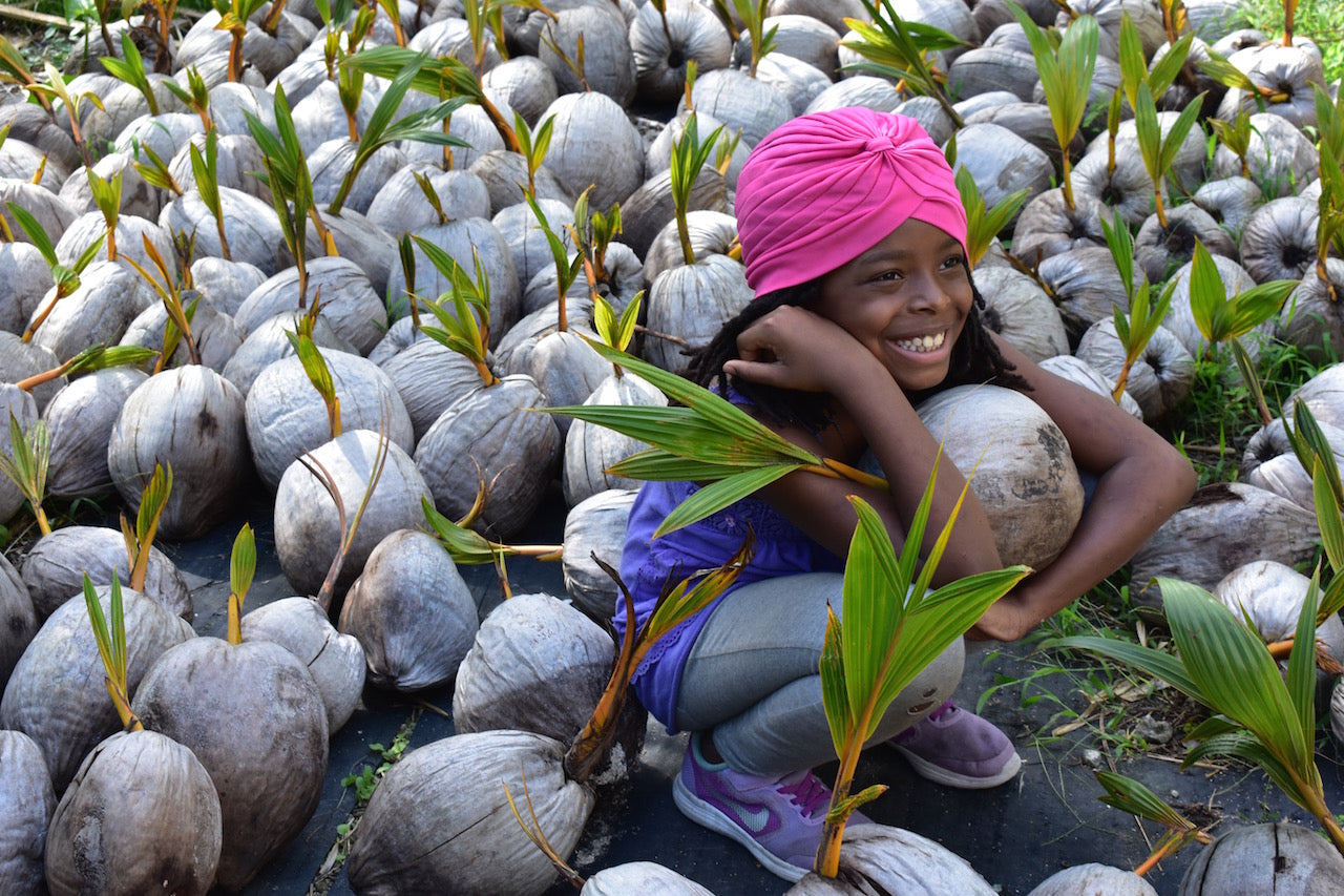 Sprouted Coconut *Pre-Order*