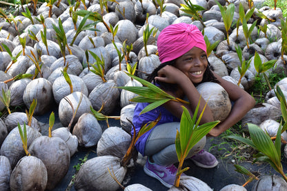 Sprouted Coconut *Pre-Order*