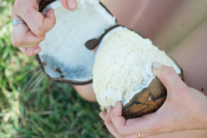 Sprouted Coconut *Pre-Order*
