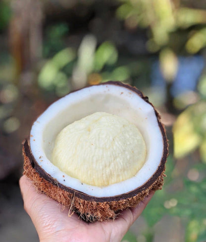 Sprouted Coconut *Pre-Order*
