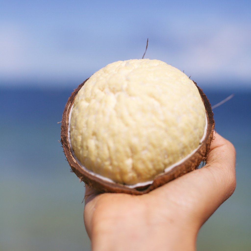 Sprouted Coconut *Pre-Order*