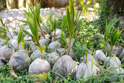 Sprouted Coconut *Pre-Order*