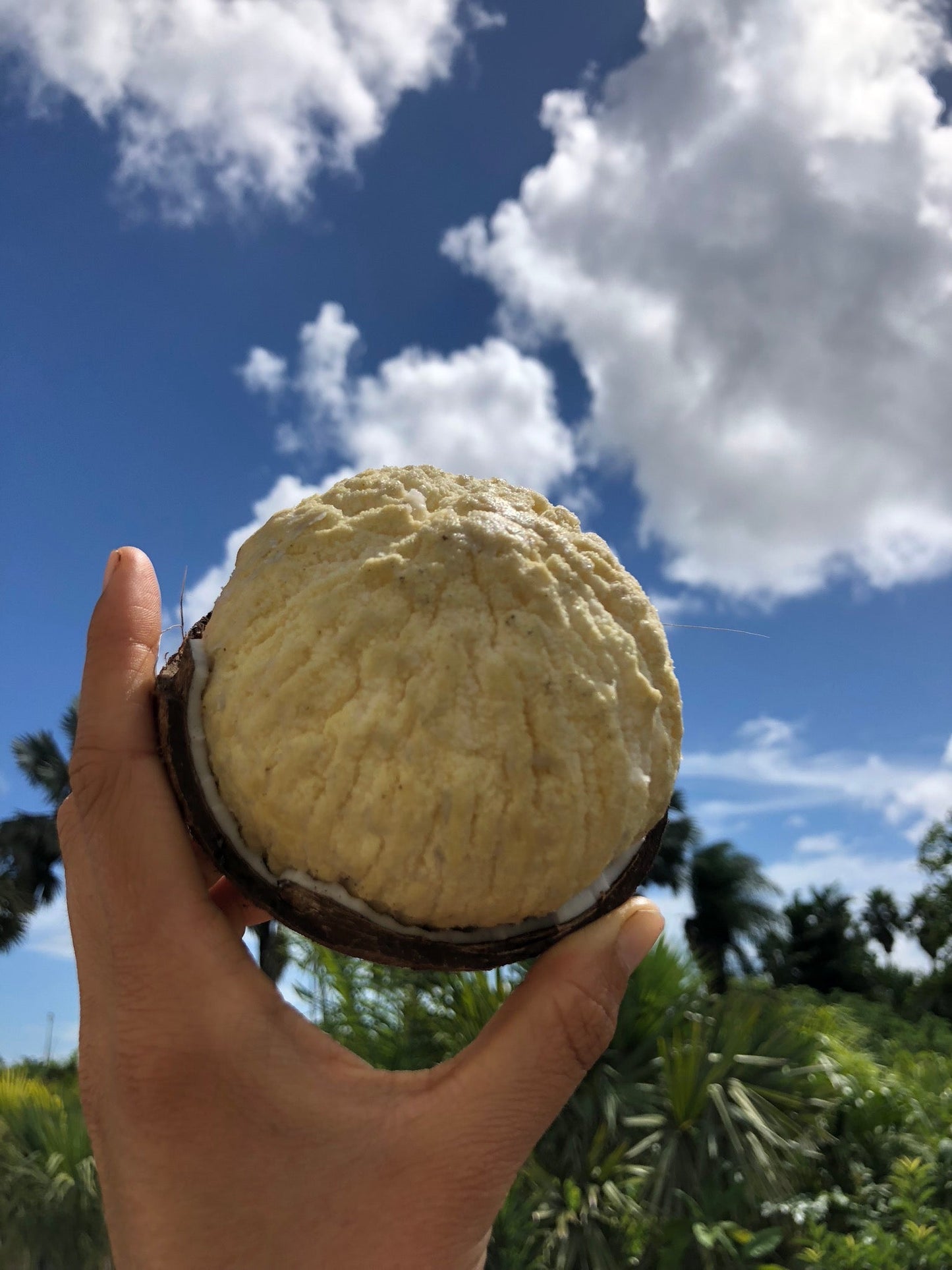 Sprouted Coconut *Pre-Order*