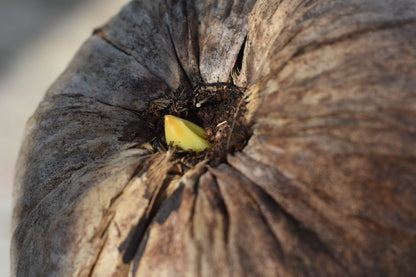 Sprouted Coconut *Pre-Order*